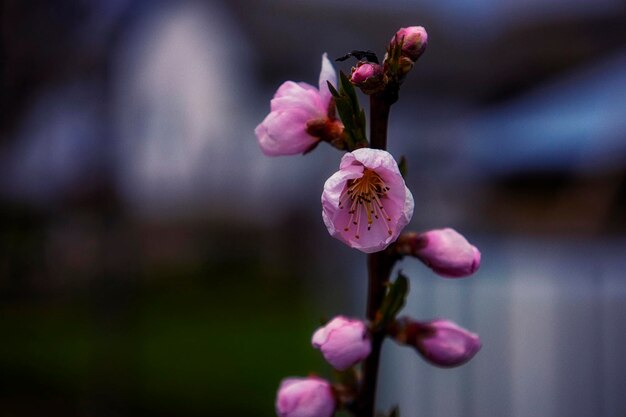 Roze perzik bloem onscherpe achtergrond