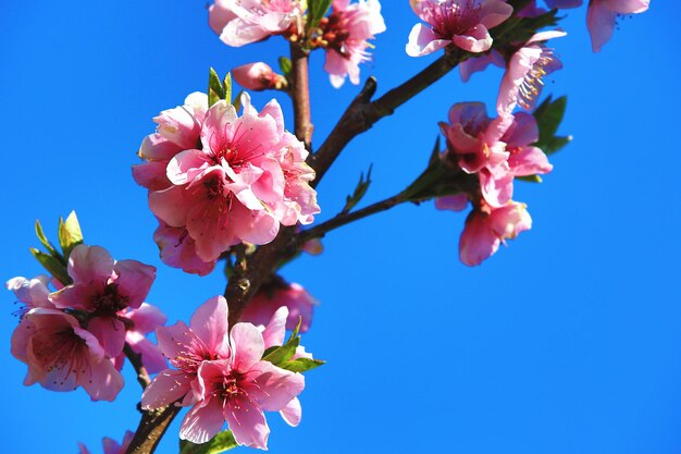 roze perzikbloemen met blauwe achtergrond