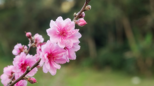 Roze perzikbloesem in de tuin.