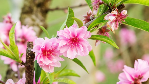 Roze perzikbloesem in de tuin.