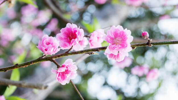 Roze perzikbloesem in de tuin.