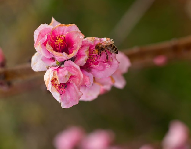 Roze perzikboom bloeit Prunus persica bij zonsondergang in Griekenland