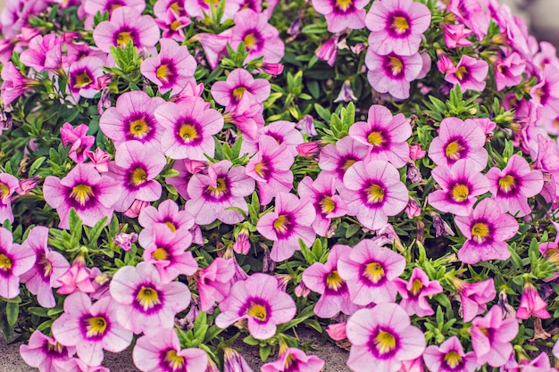 Roze petunia achtergrond close-up