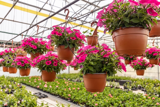 Roze petunia's hangen