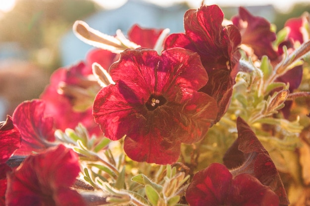 Roze petunia