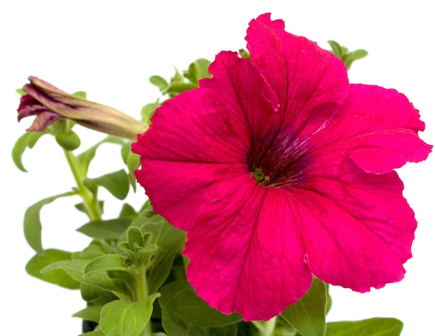 roze petunia