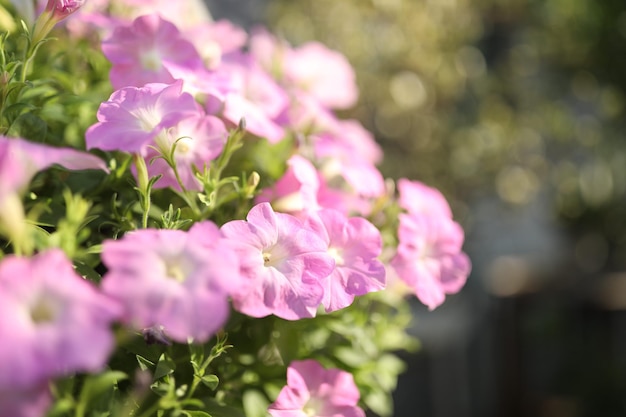 Roze petuniabloem bij buiten onder zonlicht