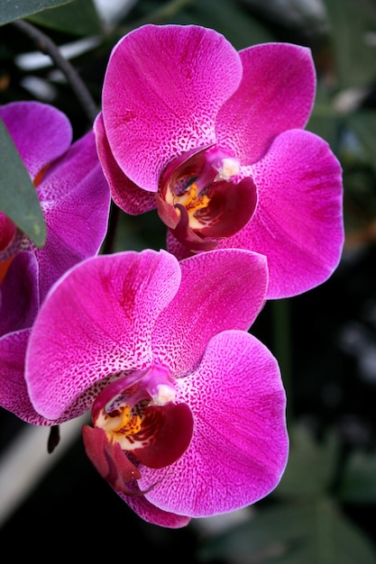 roze Phalaenopsis of Moth Orchid bloem in de winter of lente dag tropische tuin