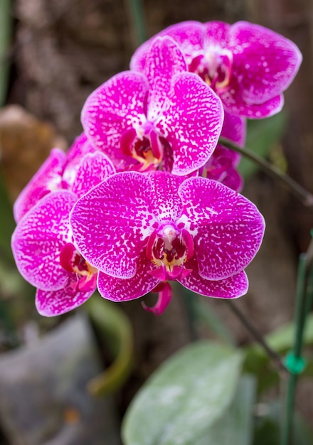 Roze phalaenopsis orchidee bloem