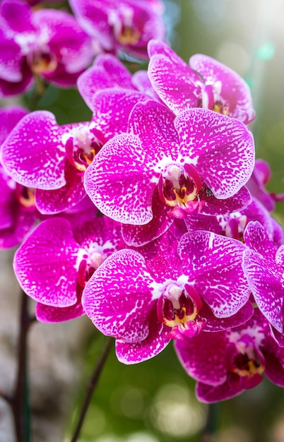 Roze phalaenopsis orchidee bloem