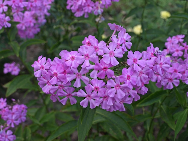 Roze phlox bloeiende bloementuin