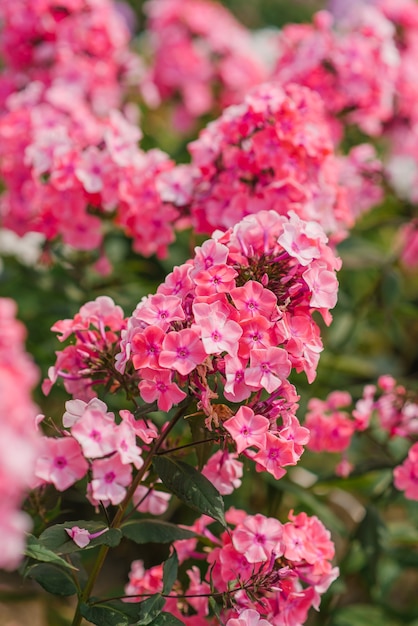 Roze phlox in de tuin op een zonnige dag