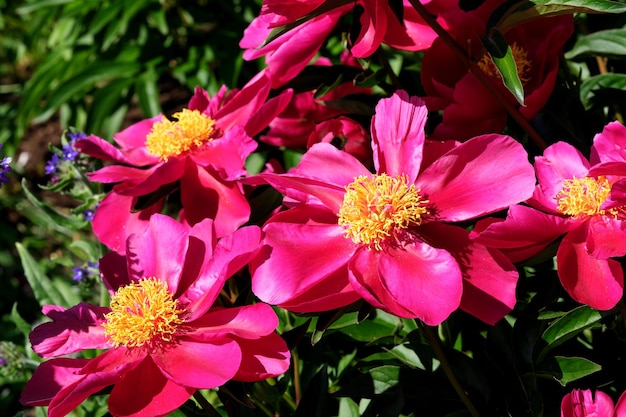 Roze pioen bloeit close-up