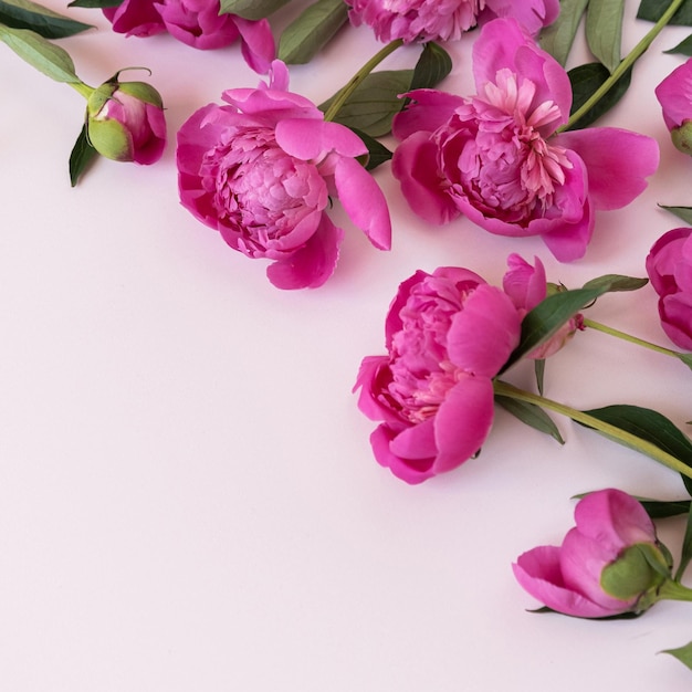 Roze pioen bloemen boeket op neutrale pastel elegante roze achtergrond Plat lag bovenaanzicht minimale bloemensamenstelling