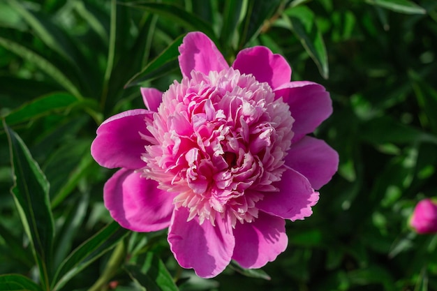 Roze pioen groeit in de tuin close-up