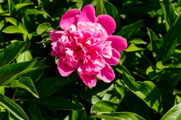 Roze pioen in de tuin