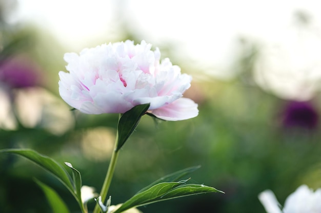 Roze pioen in een zomerbloembedclose-up