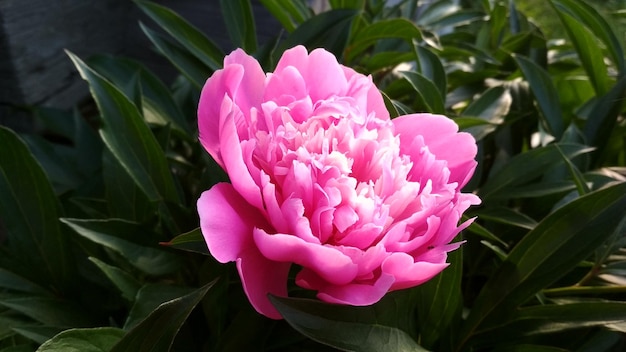 Roze pioen, mooie bloem