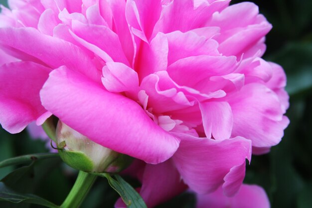 roze pioen