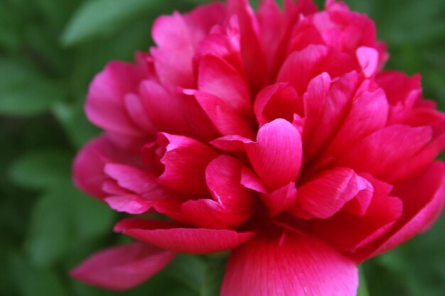 roze pioen