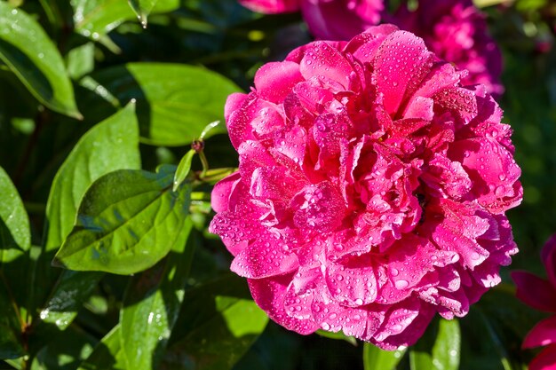 roze pioen