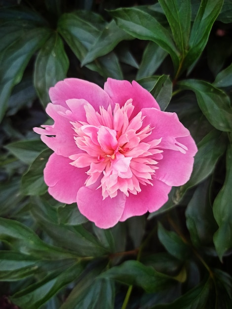 Roze pioenbloem die van dichtbij bloeit