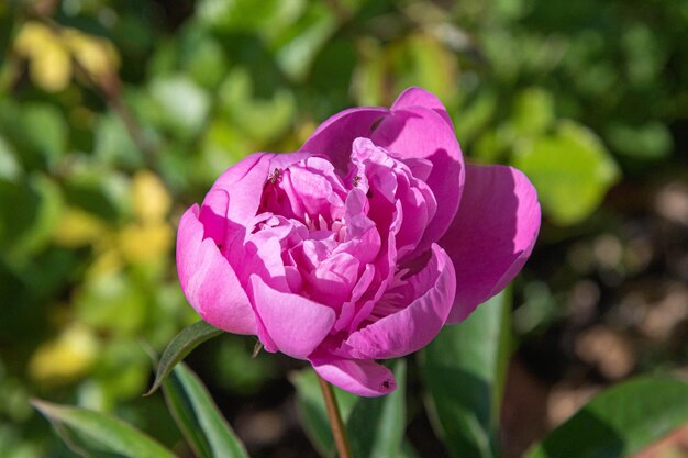 roze pioenbloem in de tuin op een achtergrond van groene bladeren