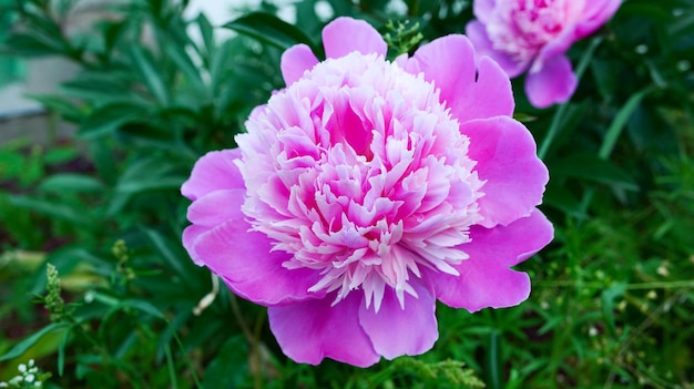 Roze pioenbloem in de tuin.