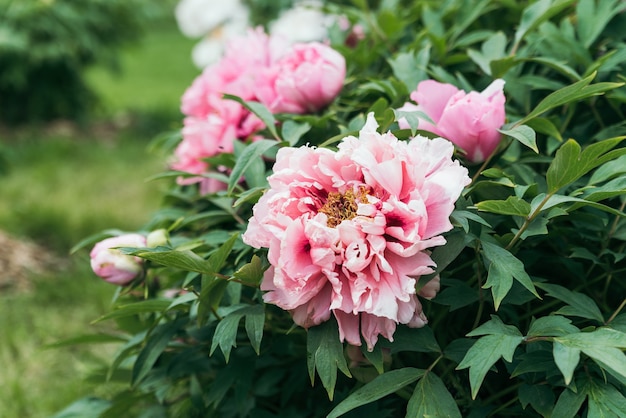 Roze pioenbloem Paeonia lactiflora Chinese pioen of gewone tuinpioen Mooie roze pioenrozen groeien