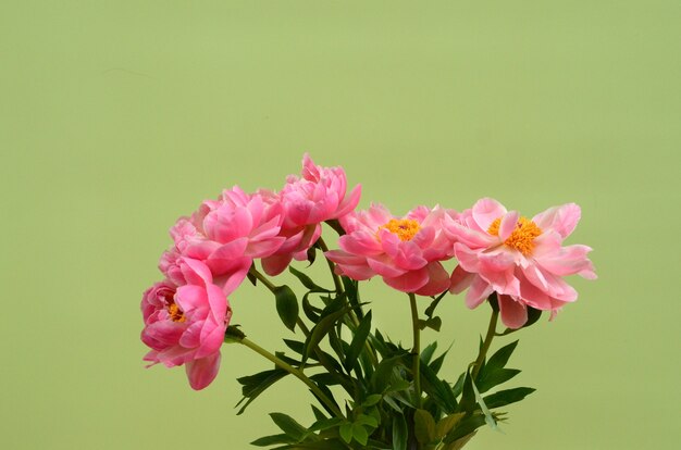 Roze pioenbloem voor achtergrond