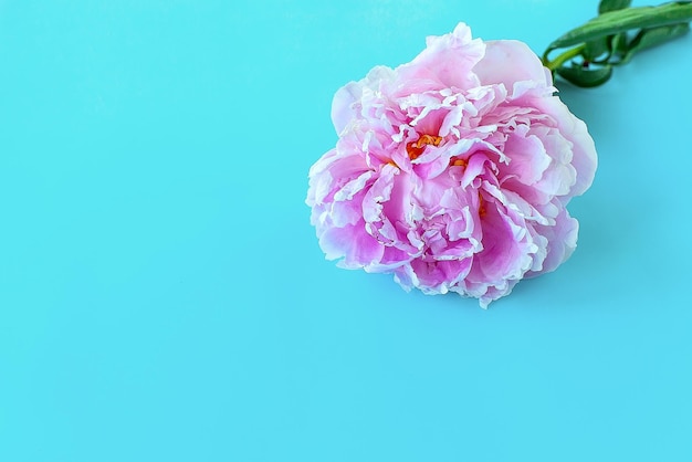 Roze pioenbloemen op een blauwe uniforme achtergrond