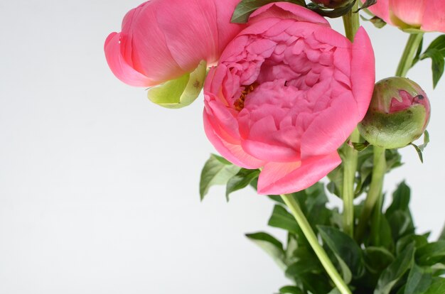 Roze pioenbloemen op witte achtergrond