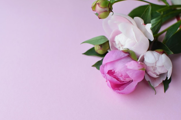 Roze pioenroos bloemen op een roze achtergrond Bovenaanzicht Concept Moederdag Familiedag Valentijnsdag