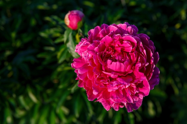 Roze pioenroos in de zon op een achtergrond van bladeren