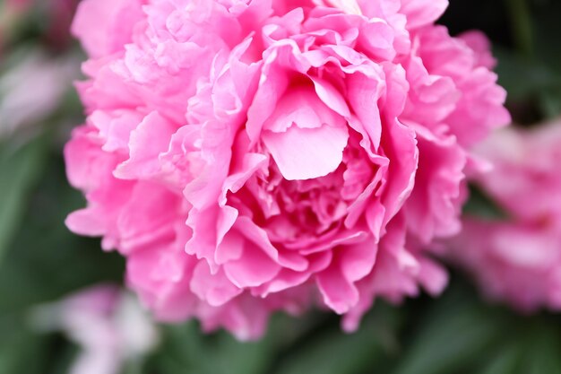 Roze pioenrozen close-up in de tuin bloeiende roze pioenbloem