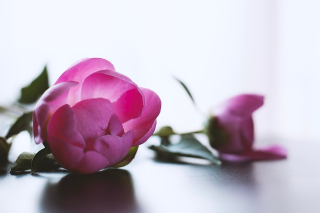 Roze pioenrozen close-up op een lichte achtergrond