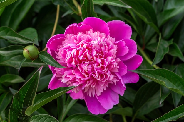 Roze pioenrozen groeien in de tuin close-up