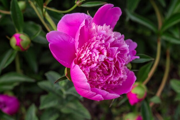 Roze pioenrozen groeien in de tuin close-up