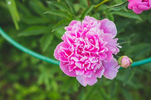 Roze pioenrozen in de tuin Bloeiende heldere pioenroos Close-up van prachtige rode pioenroos Zomertuin