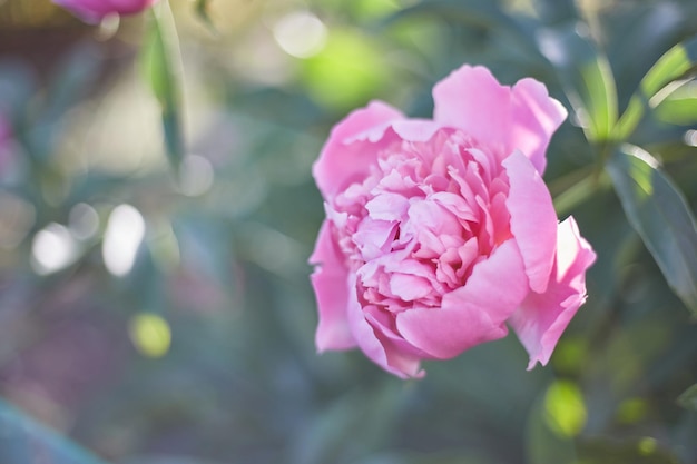 Foto roze pioenrozen in de tuin