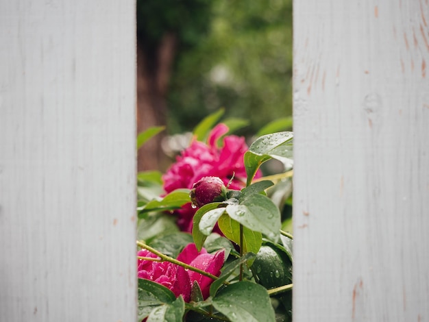 Roze pioenrozen in regendruppels achter een witte houten omheining Bloementuin van pioenrozen in de zomertuin Heldere mooie bloemen natuurlijke achtergrond of screensaver