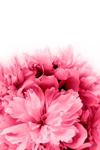 Foto roze pioenrozen op een witte achtergrond verticaal bijsnijden ruimte kopiëren close-up
