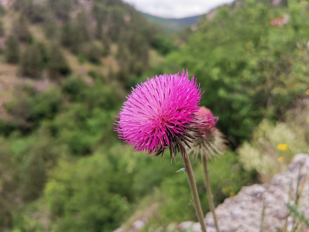 roze pluizige bloem