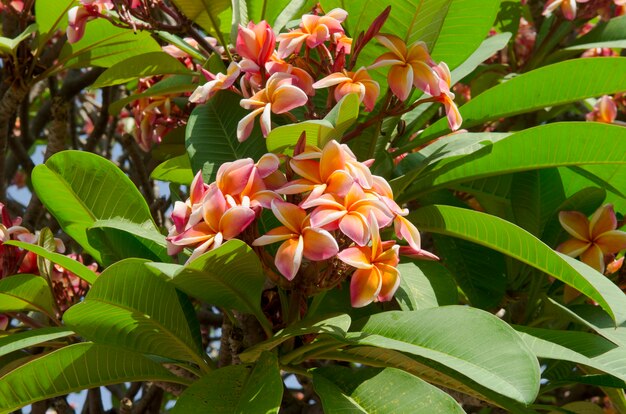 Roze Plumeria-bloem