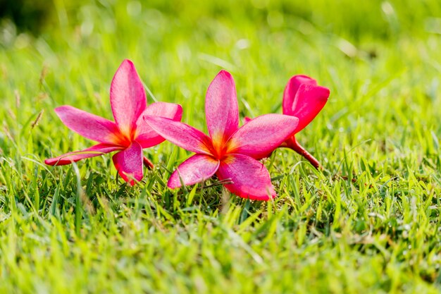 Roze Plumeria-bloemen op het groene gras in tuin.