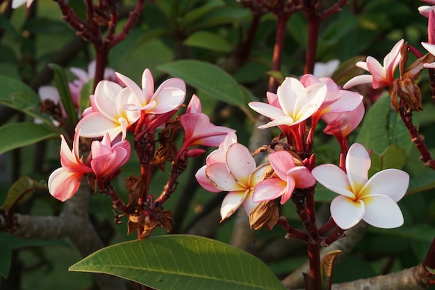 Foto roze plumeria leelawadee in park thailand