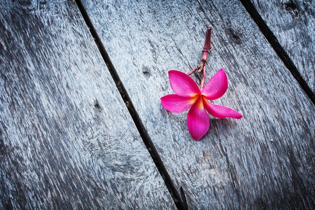 Roze Plumeria op houten