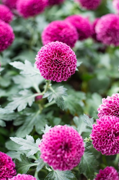 Roze pompons chrysanthemum in de tuin.