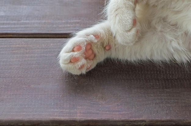 Roze poot van een wit katje close-up