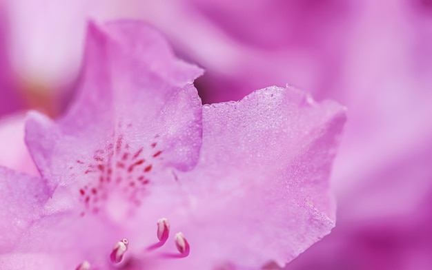 Roze Rhododendron bloemblaadjes met dauwdruppels. Macro bloemen achtergrond voor vakantie merk design